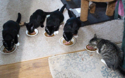 Grocery Store Kittens